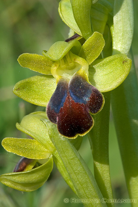 orchidee emiliano romagnole